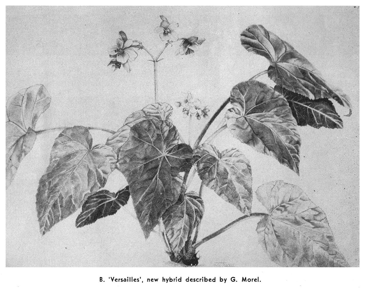 B. ‘Versailles’